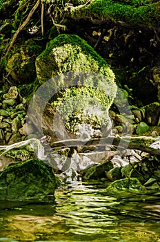 Bank of a wild creek with a mossy rock in sunny daylight