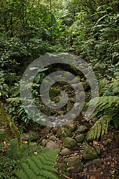 Creek in Bosque Nuboso National Park near Santa Elena in Costa Rica photo