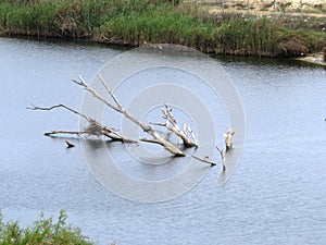 Creek in the bush â€“ Sorek river, Sorek Creek