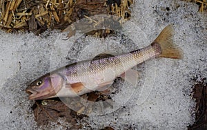 Creek Chub on Ice