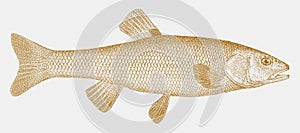Creek chub semotilus atromaculatus, freshwater fish from the eastern north america