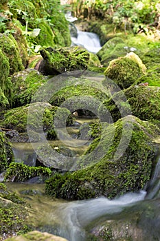 Creek closeup in a forest