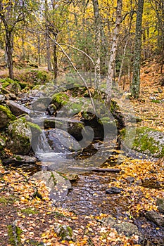 Creek crossing a birch grove