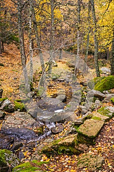 Creek crossing a birch grove