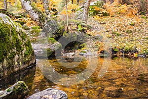 Creek crossing a birch grove