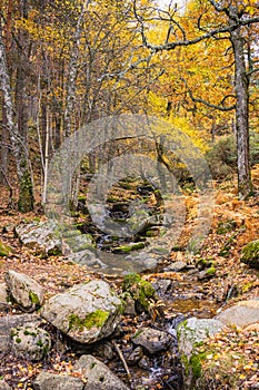 Creek crossing a birch grove