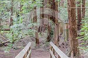 Creek crossing footbridge with Coast Redwoods photo