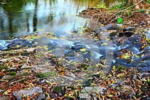 Creek detail in autumn,Wuyuan China