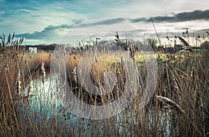 Creek in the field