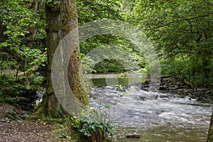 A creek is floating throuh a green forest