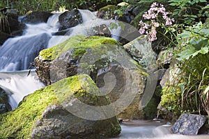 Creek and flower