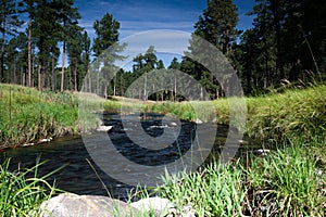 Creek flowing through Custer State Park