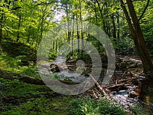 Creek Through Lush Forest, Worthington State Forest