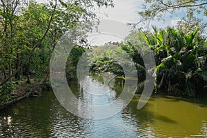 Creek flowing through lush Nipa palm grove in Bang Krachao, Thailand.