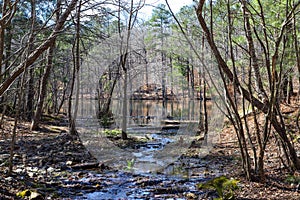 A creek flowing over rocks between the trees into a still Sobley Pond in the forest with bare winter trees and lush green trees