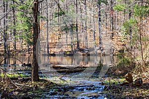 A creek flowing over rocks between the trees into a still Sobley Pond in the forest with bare winter trees and lush green trees