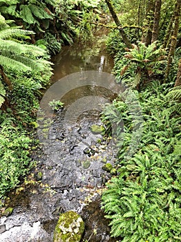 Creek with flowing water in Rain forest