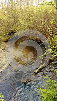A stained creek in the spring forest