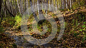 The creek flows through a sunny autumn birch forest. Time lapse. Movement