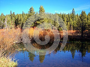 Creek in the Forest