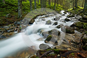 Creek in the forest