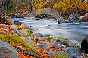 Creek in the forest