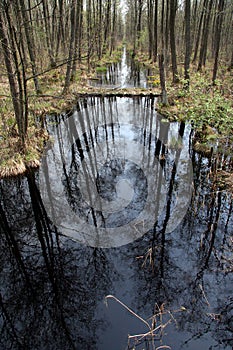 Creek in a forest