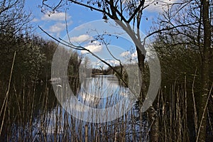 Creek in the forest with eflection of blue sky and white fluffy clouds