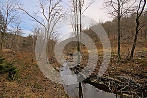 Creek in a forest in high fens region in Belgium