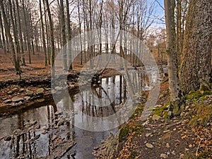 Creek in a forest in high fens region in Belgium