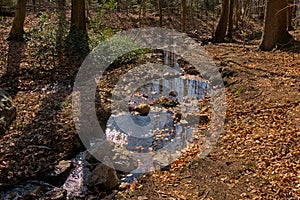 Creek in a forest in high fens region in Belgium