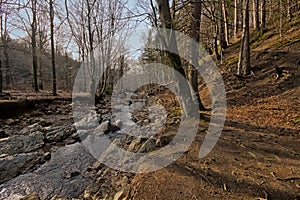 Creek in a forest in high fens region in Belgium photo