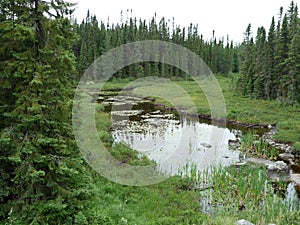 Creek and forest near Wawa Ontario Canada