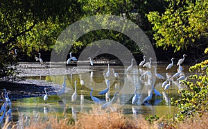 Creek Full of Heron