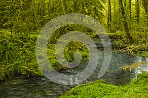 Creek in Hoh Rain Forest Olympic National Park Washington state