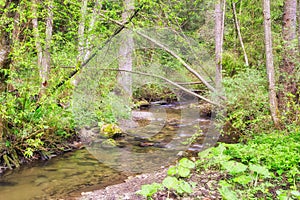Creek in Hybicka tiesnava gorge during spring