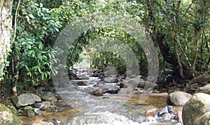 Creek in the Iguazu jungle