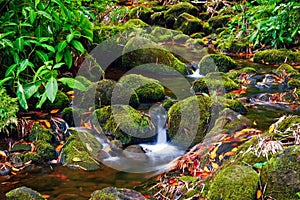 Creek in jungle of Hawaii