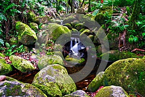 Creek in jungle of Hawaii