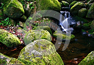 Creek in jungle of Hawaii