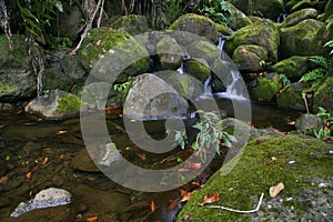 Creek in jungle of Hawaii