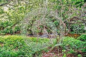 Creek in jungle