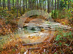 Creek in the Kisatchie Wilderness