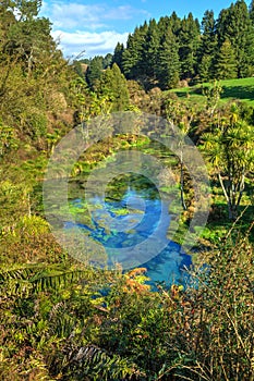 Creek leading from the beautiful Blue Spring, Te Waihou, New Zealand