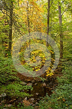 Creek in Lithia Park with Autumn colors, portrait