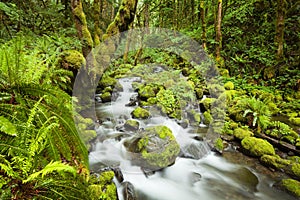 Creek in lush rainforest, Columbia River Gorge, USA