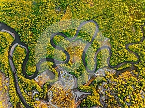 Creek meandering between the mangroves