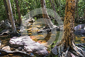 Creek, near Florence Falls