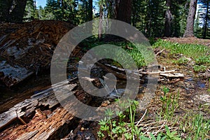 Creek Over Fallen Tree at Stanislaus