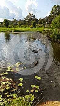 Creek in the parklands in spring with green grass and blue sky and ducks on water.